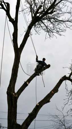 A skilled arborist wearing a safety harness and helmet uses a chainsaw to remove branches from a tall tree in a residential area. 
