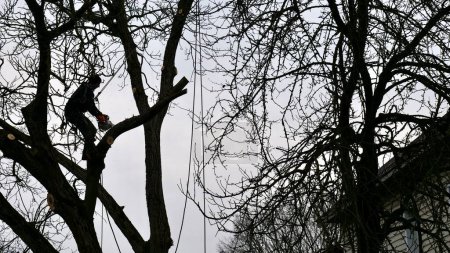 Eine Person, ein Mann, ein Baumpfleger hackt und schneidet einen Baum vor einem Haus unter dem wolkenverhangenen Winterhimmel und verändert damit die natürliche Landschaft