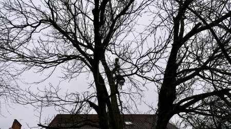 Una persona, hombre, arborista está cortando y cortando un árbol frente a una casa bajo el cielo nublado del invierno, alterando la capa de tierra natural