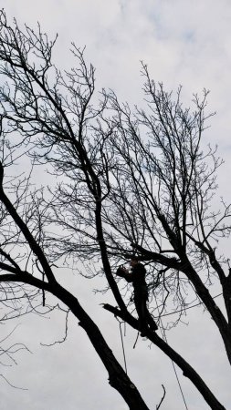 Un arborista profesional corta una rama de árbol con una motosierra en invierno. Un hombre de seguro con casco, esposas. Vertical