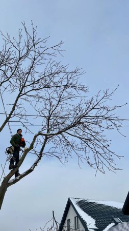 Un arborista profesional corta una rama de árbol con una motosierra en invierno. Un hombre de seguro con casco, esposas. Vertical