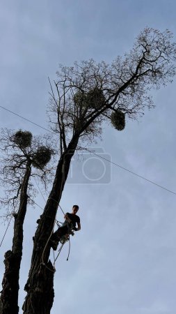 Ein gelernter Baumpfleger mit Sicherheitsgurt und Helm entfernt mit einer Kettensäge Äste von einem hohen Baum in einem Wohngebiet. 