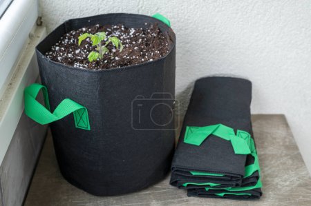 Fabric pot with soil and tomato plant and some empty fabric pots near. The porous fabric ensures sufficient aeration and oxygen supply for the substrate and the roots.