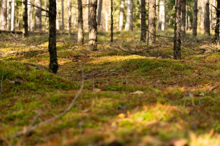 Un rayon de soleil souligne le sol luxuriant et vert mousseux au milieu des troncs de pins dans un cadre forestier serein.
