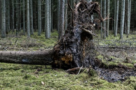 Uprooted tree lying on the forest floor among tall pines, depicting natural destruction and the wildness of nature.