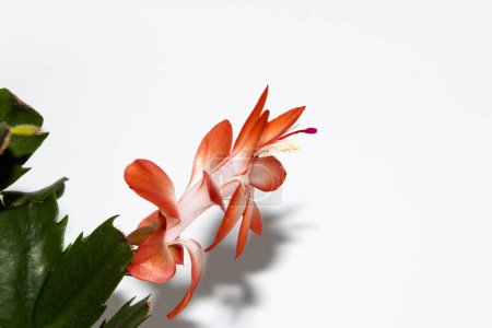 Photo for Schlumbergera truncata flower on white background - Royalty Free Image