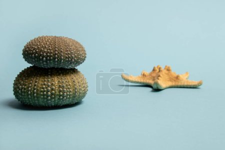 Photo for Sea urchins and starfish on blue background. Summer minimal concept. - Royalty Free Image