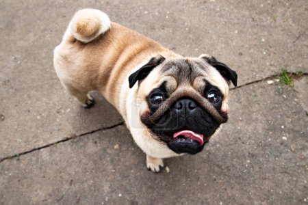 Foto de Lindo cachorro de pug con cola rizada mirando hacia arriba - Imagen libre de derechos