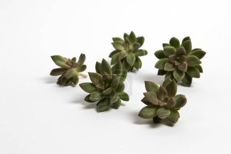 Photo for Small ghost plants succulents on a white background - Royalty Free Image