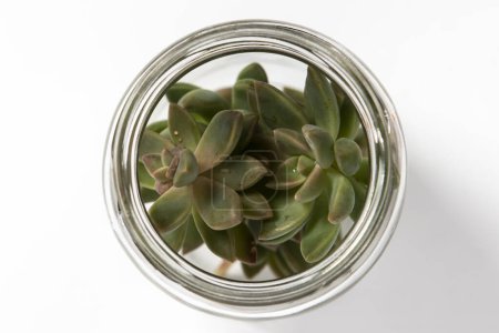 Photo for Succulent plant in a glass jar - Royalty Free Image