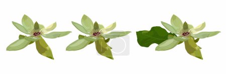 Magnoliengrüne Blume. Realistische Vektordarstellung isoliert auf weißem Hintergrund. Sommer blühende Magnolie x wieseneri großes Set.