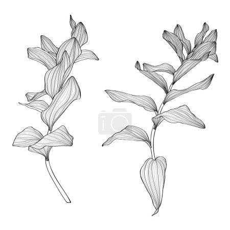 Illustration for Solomon's seal (Polygonatum multiflorum), medicinal plant. Hand drawn botanical illustration. - Royalty Free Image