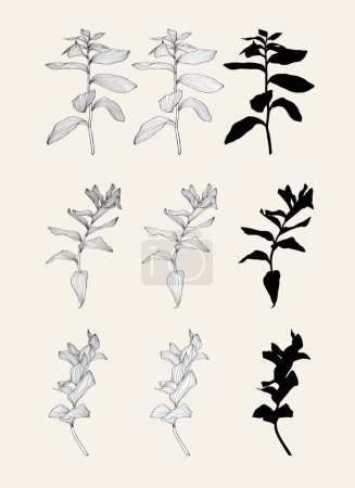 Illustration for Solomon's seal (Polygonatum multiflorum), medicinal plant big set. Hand drawn botanical illustration. - Royalty Free Image