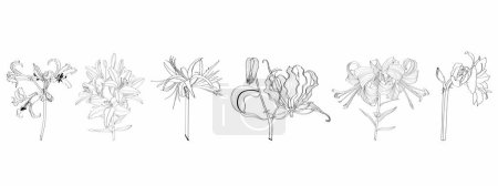 Floral big set, outline black flowers, simple line art floral collection, line-art different lilies flowers for your design isolated on vintage background.