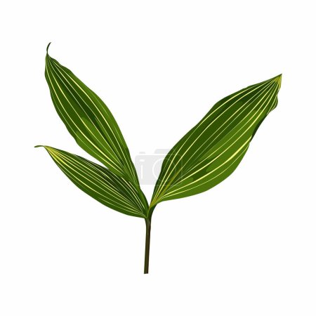 Convallaria Albostriata. Lily of the valley: convallaria plant, leaves. Convallaria majalis. Cosmetic, perfumery and medical plant.