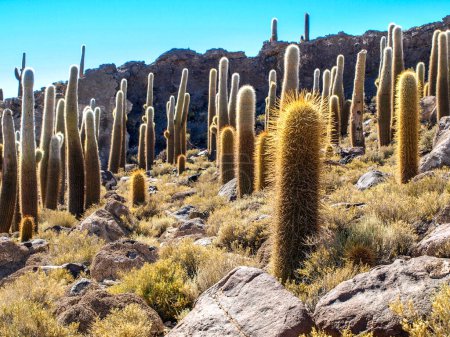 Cactuses on Incahuasi Island, or Inkawasi, or Inka Wasi. Salt flat Salar de Uyuni, Altiplano, Bolivia