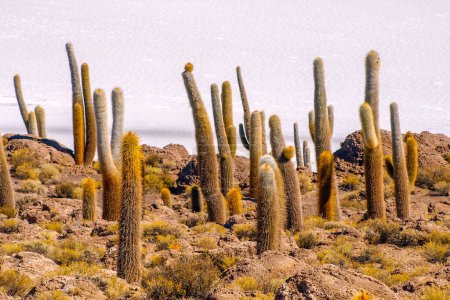Cactus en la isla Incahuasi, o Inkawasi, o Inka Wasi. Salar de Uyuni, Altiplano, Bolivia
