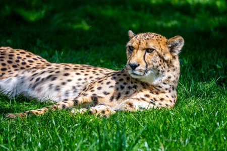 A close-up shot of a resting cheetah on vibrant green grass, showcasing its detailed fur pattern and focused gaze. The sunlight illuminates the scene, highlighting the intricate details of the cheetah