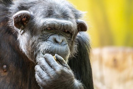 A close-up shot of a thoughtful chimpanzee in its natural habitat during daylight. The chimpanzee appears to be holding a small object, adding intrigue to the scene