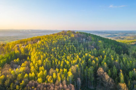 Ein atemberaubender Blick auf einen dichten Wald, der in das goldene Licht der untergehenden Sonne getaucht ist und das lebendige Grün und die ausgedehnte Landschaft zur Geltung bringt. Drohnenfotografie aus der Luft.