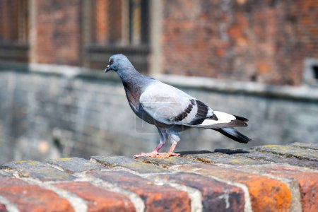 A pigeon with grey and white feathers stands alert on a textured, aged brick wall. The bird bright eyes and the detailed bricks are highlighted by natural light, offering a glimpse of urban wildlife