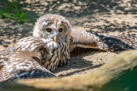Ural owl, Strix uralensis, large nocturnal owl sitting on the ground
