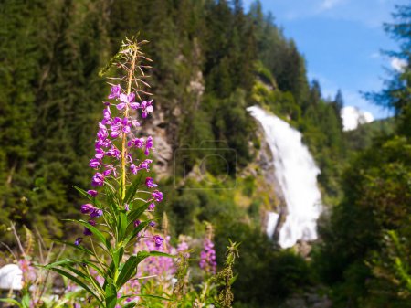 A vibrant display of wildflowers in the foreground with the majestic Stuibenfall cascading in the background surrounded by lush greenery. Austrian Alps, Austria