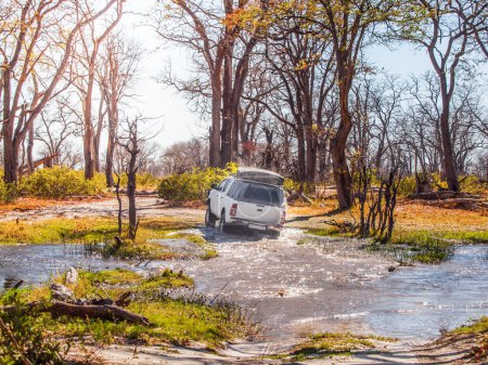 A safari vehicle fords a shallow river amidst the sun-drenched landscape of the Moremi Game Reserve, navigating through the wilderness. Botswana, Africa