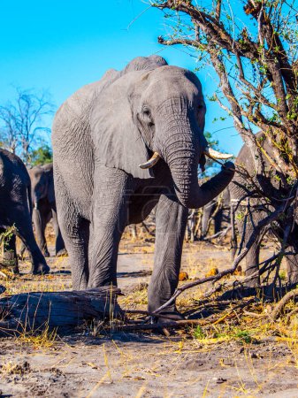 Un éléphant d'Afrique marche à travers la brousse dans le parc national de Chobe, au Botswana, encadré par un ciel bleu clair et une végétation sèche.