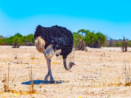 Vor der trockenen Kulisse des Chobe Nationalparks in Botswana wird ein Strauß eingefangen, der die unverwechselbare Tierwelt und Landschaft der Region präsentiert. Botsuana, Afrika