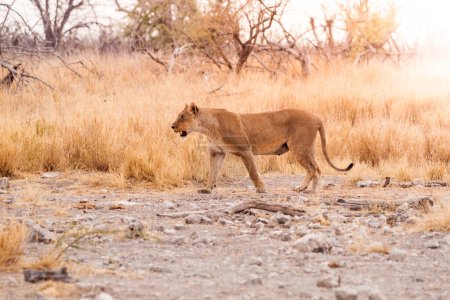A lioness strides purposefully across the savanna of Etosha National Park, illuminated by the soft light of early morning.