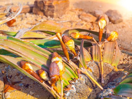 La rare plante Welwitschia mirabilis se prélasse dans la chaleur du soleil du matin, mettant en valeur ses feuilles inhabituelles et ses cônes de reproduction distinctifs dans un habitat désertique. Namibie