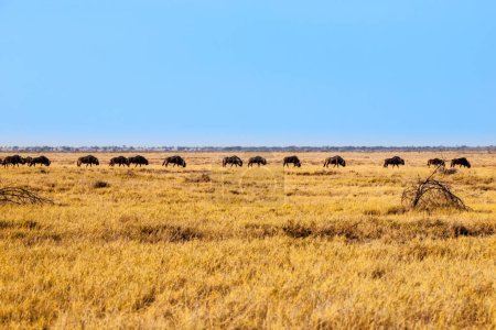 A herd of gnus moves across the golden grasslands of Moremi Game Reserve under a clear blue sky.