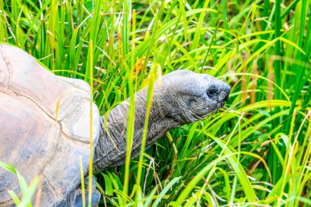 Eine Riesenschildkröte aus nächster Nähe mit ihrem markanten Kopf, der inmitten eines Feldes aus hohem grünen Gras ausgestreckt ist und die Essenz ihres natürlichen Lebensraums einfängt.