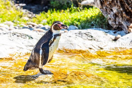 A Humboldt penguin stands beside a water, surrounded by pebbles and greenery under bright sunlight.
