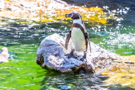 Un pingüino Humboldt está junto a un agua, rodeado de guijarros y vegetación bajo la luz del sol.
