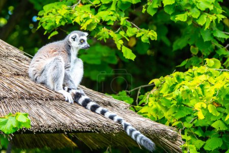 Un lémurien à queue annulaire est assis calmement sur un toit de chaume, avec sa queue rayée suspendue alors qu'il scrute son environnement au milieu d'un feuillage vert vif..