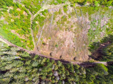 An overhead view showcases the stark contrast between a dense, green forest and a nearby area where trees have been recently cut down, revealing bare ground and remnants of felled trees.
