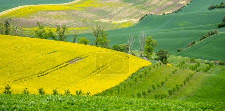 Rolling green hills with vibrant yellow fields under the bright spring sky in the Moravian Tuscany region.