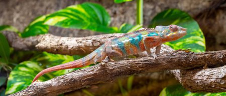 A vividly colored chameleon is perched on a branch, blending with the surrounding foliage.