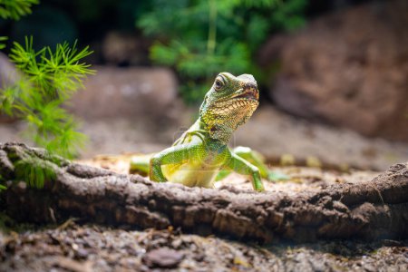 A Chinese Water Dragon, Physignatus cocincinus, perches attentively on a sunlit log, its scales shimmering in the natural light.