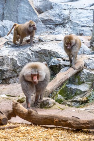 A troop of baboons is engaging in various activities on a rocky enclosure with one prominently in the foreground. Zoo of Skansen, Stockholm, Sweden