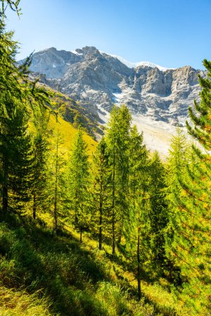 An einem klaren, sonnigen Tag erstrahlen die Lärchen vor der Kulisse des Ortlermassivs in den italienischen Alpen in herbstlichen Farben.
