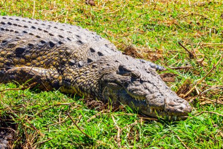 A crocodile lies on the lush grasses of the Chobe region, soaking up the sun with its scaly skin and powerful jaws partially visible.