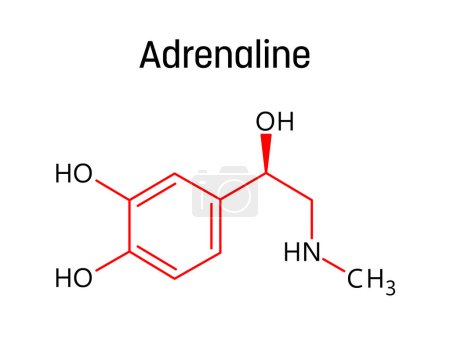 Structure moléculaire de l'adrénaline. L'adrénaline, ou épinéphrine, est une hormone et un médicament régulant les fonctions viscérales. Formule structurelle vectorielle de composé chimique avec liaisons rouges et atome noir