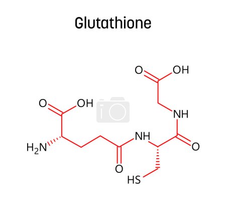 Estructura molecular de glutatión. El glutatión es un antioxidante en plantas, animales, hongos, bacterias y arqueas. Fórmula estructural vectorial del compuesto químico con enlaces rojos y etiquetas de átomos negros.