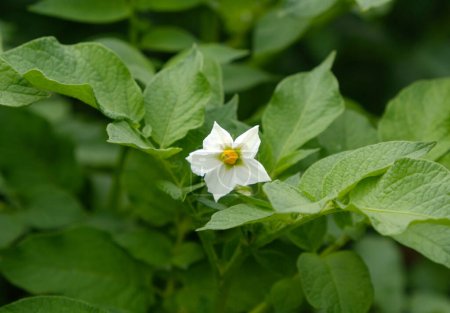 Flowering potato. White blooming potato flower in plant. Close-up organic vegetable flowers blossom growth in garden or farm field. Potato farming and cultivation concept.