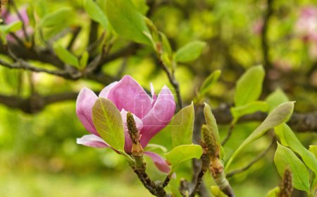 Photo for Pink magnolia buds, unopened flowers. Flowering trees in early spring - Royalty Free Image