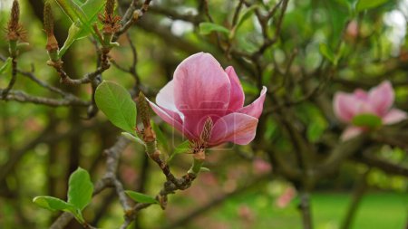 Photo for Pink magnolia buds, unopened flowers. Flowering trees in early spring - Royalty Free Image