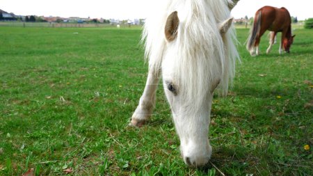 Gros plan cheval blanc mange de l'herbe verte. Vue de bas en haut. Animaux d'élevage et vie des chevaux.